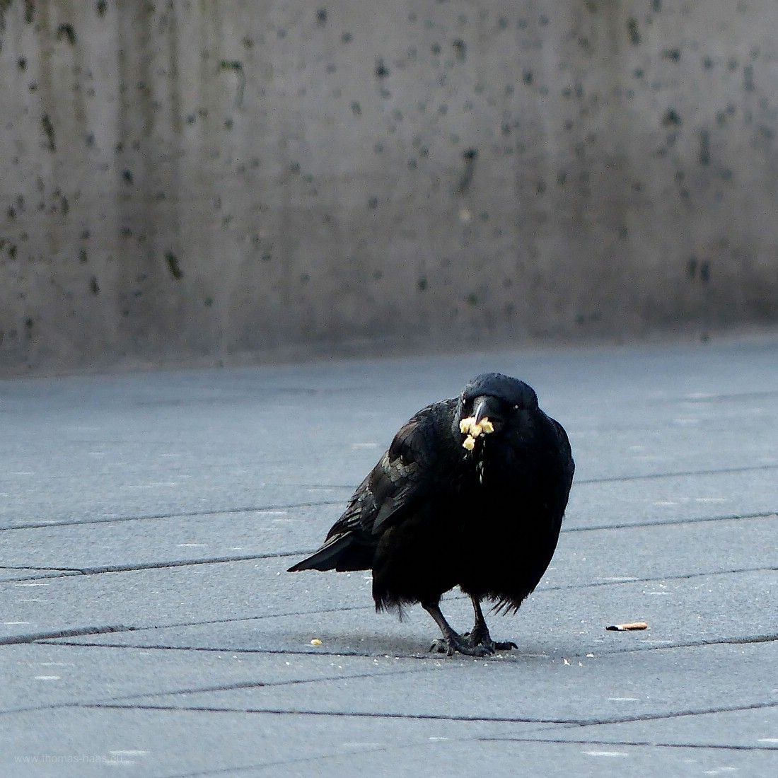 Schwere Zeiten in der Pandemie, die Stadtvögel finden kaum Futter, 2020 Der „Schwarze Geselle“ schlägt sich durch... Corona-Pandemie 2020