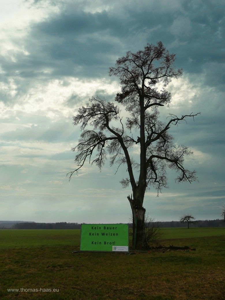 Bauernprotest auf der Ulmer Alb....
Ein Solitärbaum bei Holzkirch mit Protest-Banner, 2024