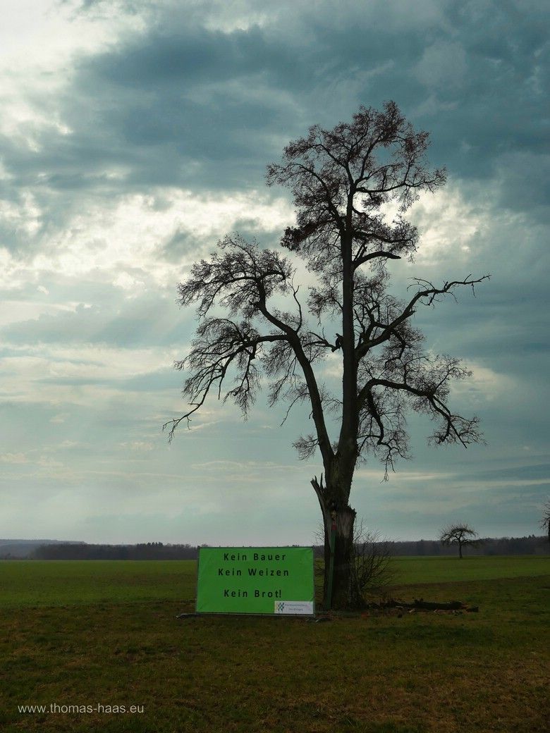 Bauernprotest auf der Ulmer Alb.... Bauernprotest auf der Ulmer Alb....
Ein Solitärbaum bei Holzkirch mit Protest-Banner, 2024