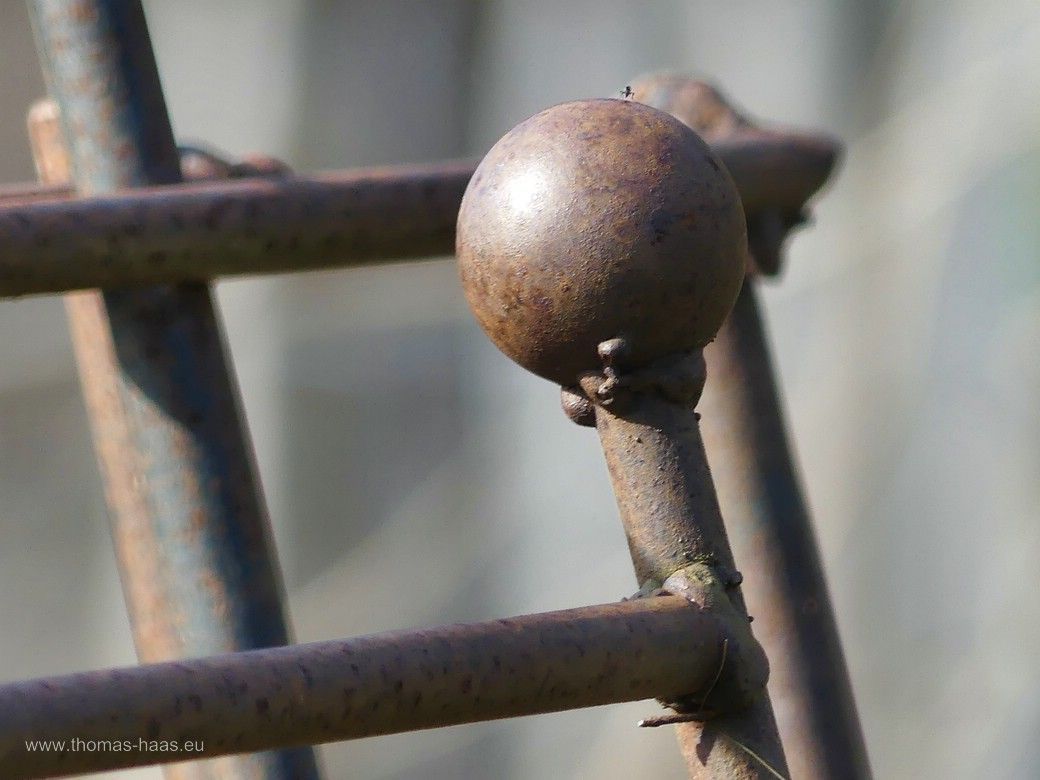 Zaunelement im Schaugarten, 2024 Zaunelement wartet auf Verwertung...
