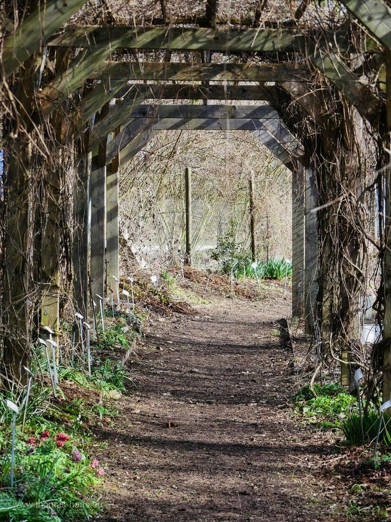 Ein Laubengang im Schaugarten, 2024 Laubengang... Schaugarten 2024