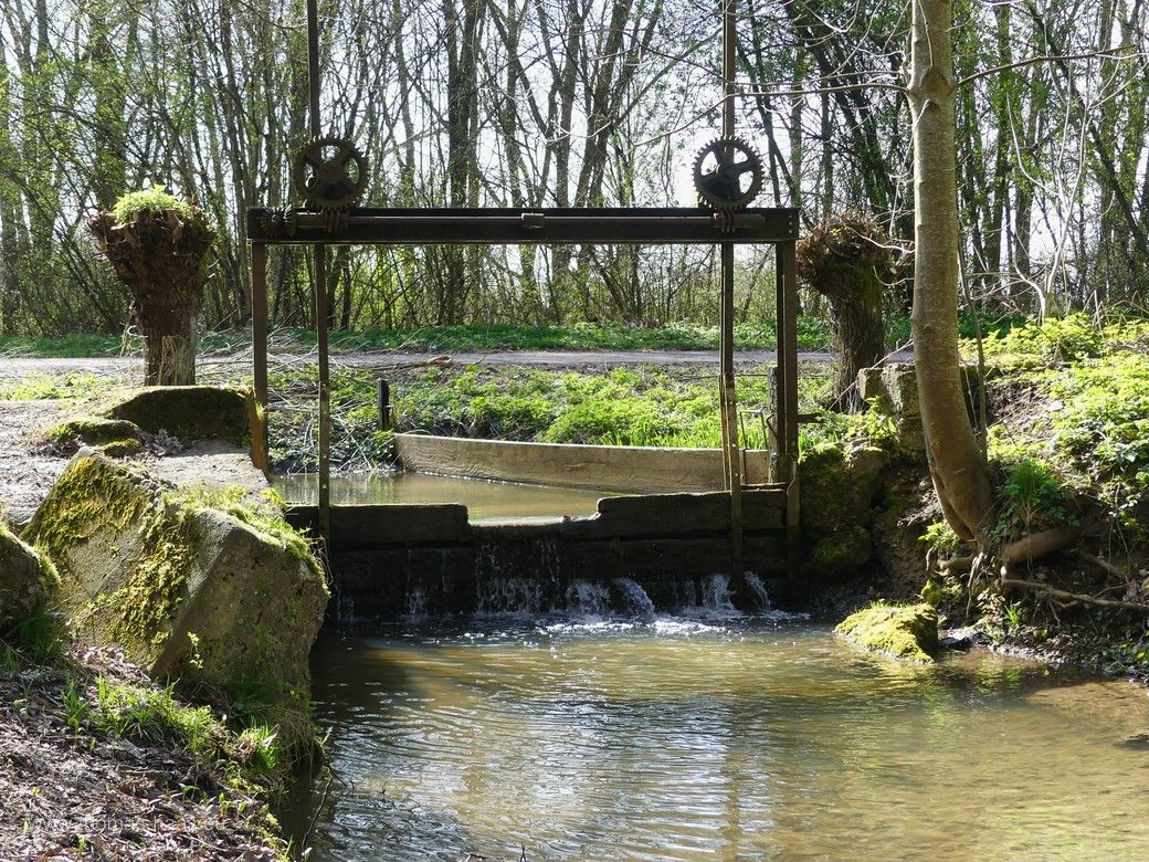 Wasserlauf am Biodiversitätspfad, Ulm, die Weihung... Aus dem Auwald in Ulm, am Biodiversitätspfad, März 2024