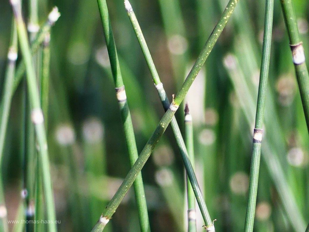 Winterschachtelhalm, 2024 Ein Wald voll Winterschachtelhalm! 2024