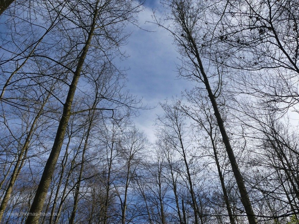 Baumbestand im Auwald, 2024 Im Auwald unterwegs, Biodiversitätspfad Ulm, 2024