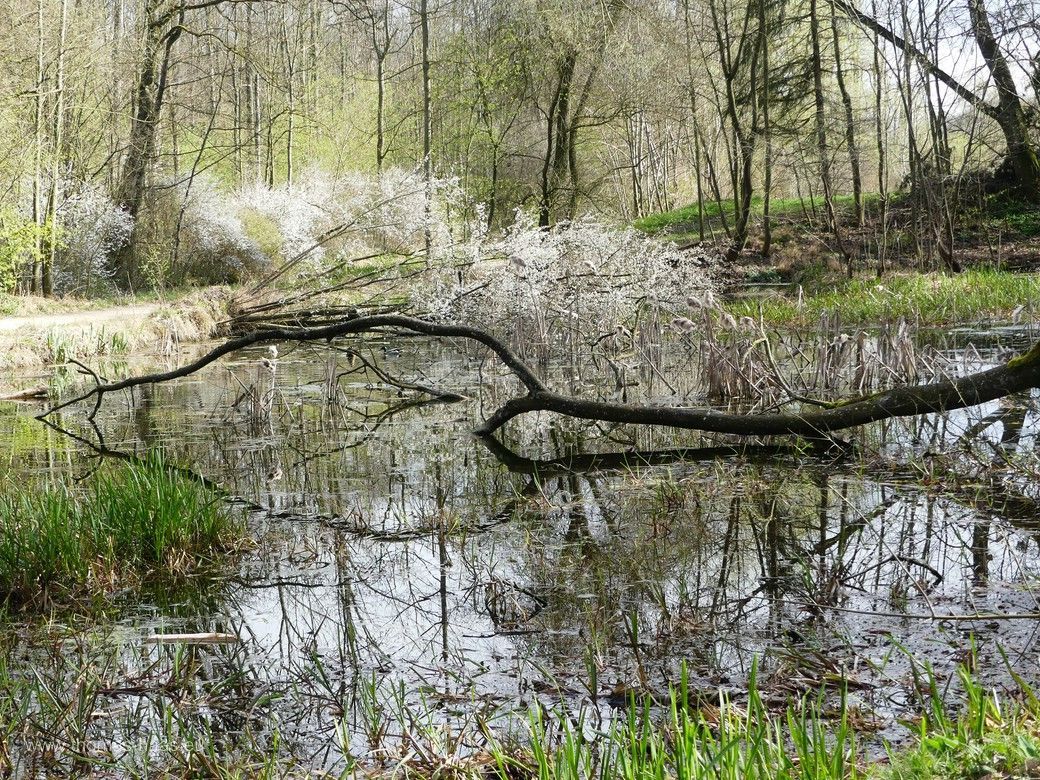 Der malerische Kapellenweiher, 2024 Am Kapellenweiher, Ulm-Wiblingen, 2023