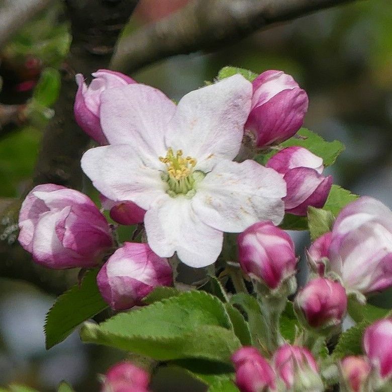 Corona-Zeiten, auch die Krähe findet nichts mehr auf der Straße... Eine einsame Krähe schlägt sich durch - Corona in Ulm