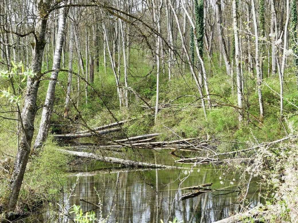 Auwald am Auslaufwerk Illertissen-Au, April 2024 Am Auslaufwerk in Illertissen-Au kommt auch Altwasser aus dem Auwald zurück in den Fluss, April 2024
