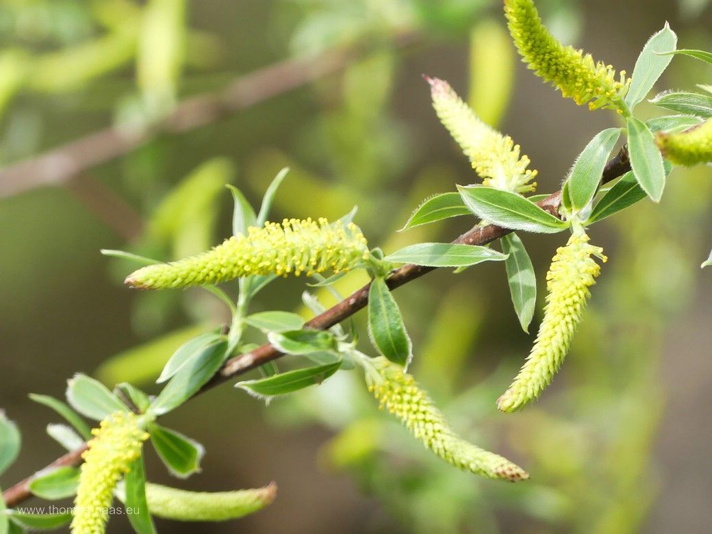 Weiden im Auwald, April 2024 Weiden im Auwald, April 2024