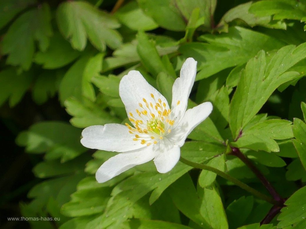 Buschwindröschen im Auwald entlang der Iller, NSG, März 2024 Buschwindröschen im Auwald, Naturschutzgebiet entlang der Iller, März 2023