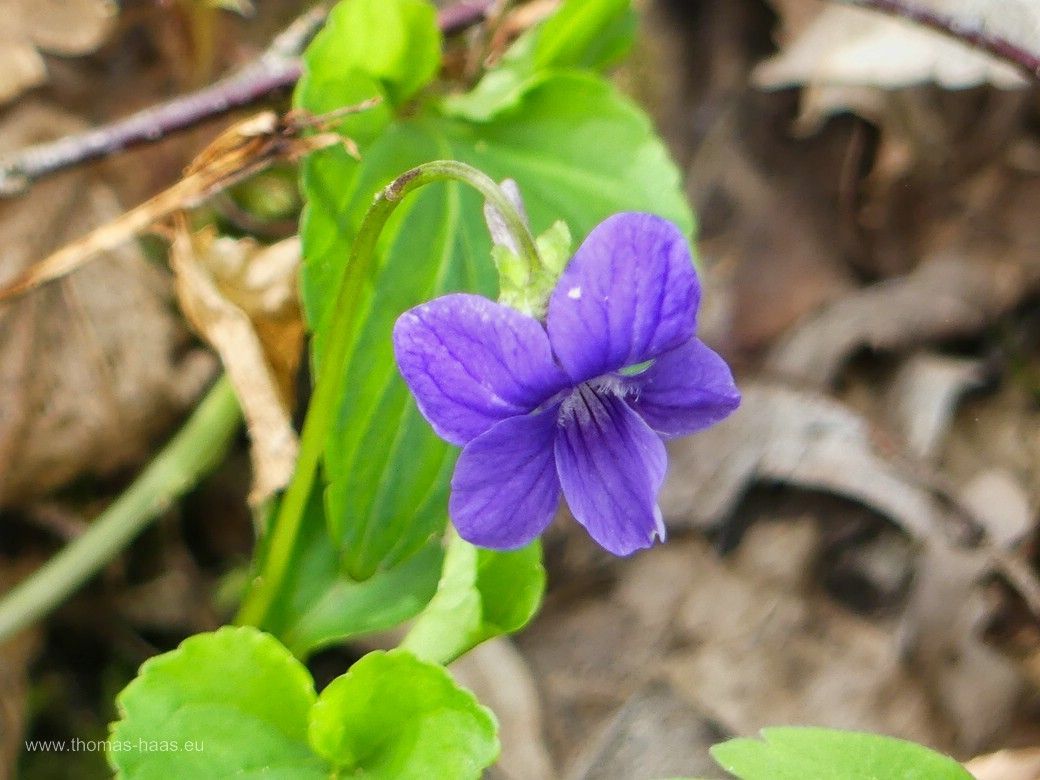 Veilchenblüte im Auwald, April 2024 Die Veilchen blühen im Auwald, April 2024