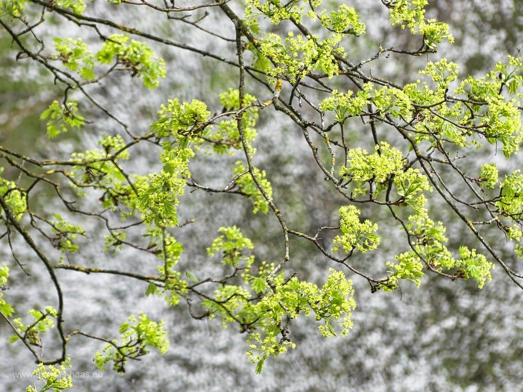 Eine Esche im Auwald? Esche? im Auwald, April 2023