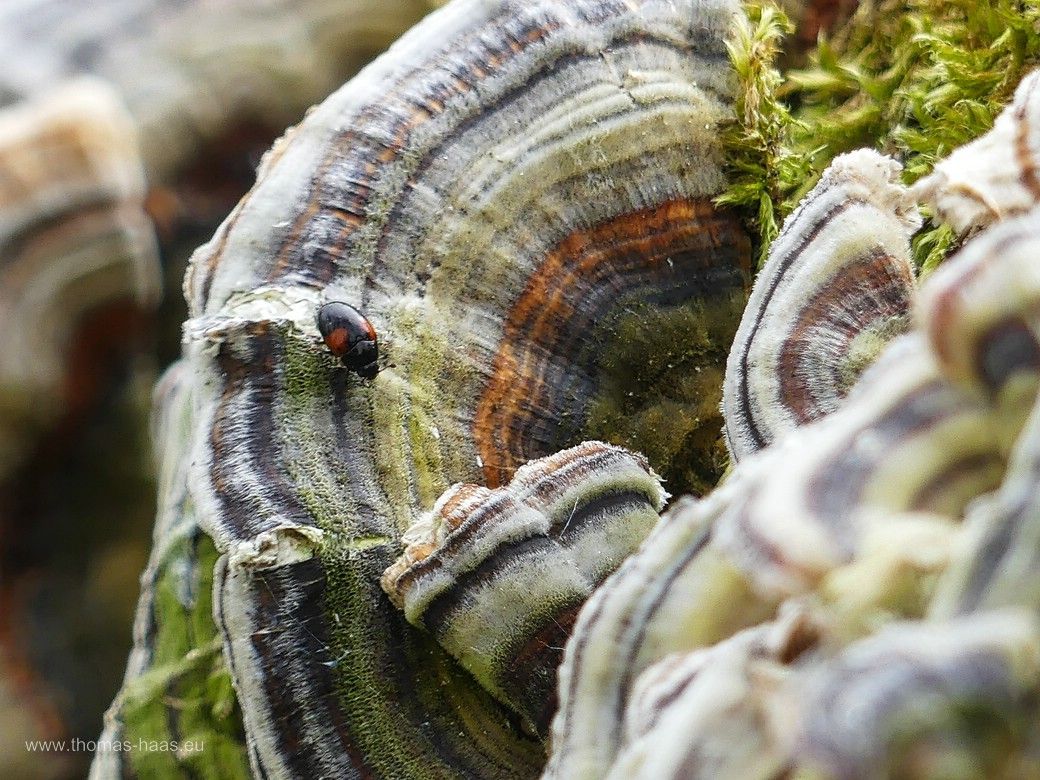 Totholz im Auwald, mit Schmetterlingstrameten besetzt, und ein schwarzer Zweipunkt-Marienkäfer... Totholz im Auwald, mit Schmetterlingstrameten besetzt, und ein schwarzer Zweipunkt-Marienkäfer...