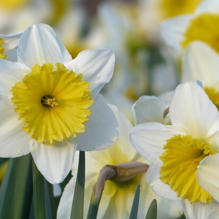 Narzissenblüten, 219 Narzissen im Frühling...