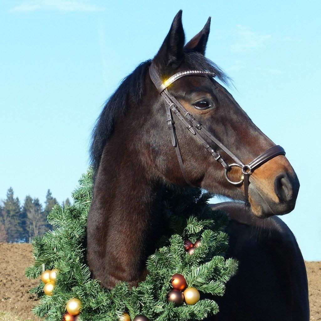 Weihnachtsmotiv Galipette
