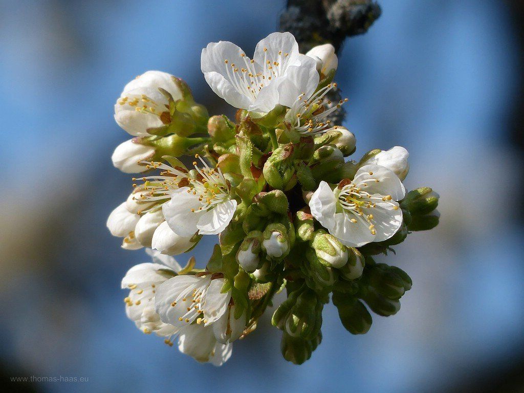 Kirschblüte, April 2020 Kirschblüte...