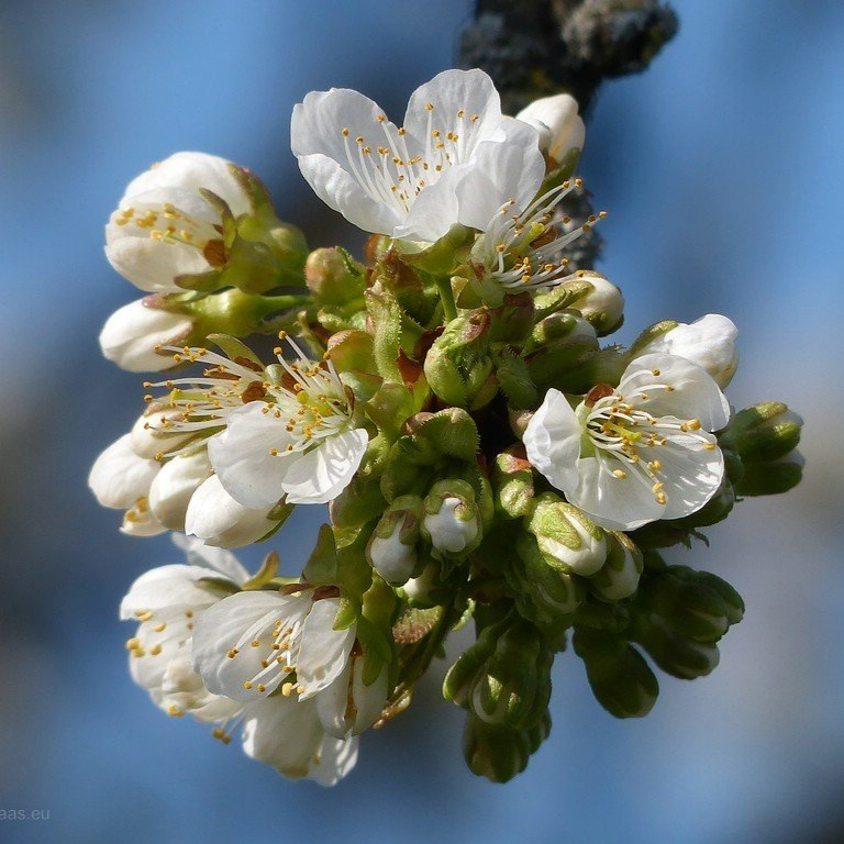 Kirschbaum, blühend, 2020 Obstbaumblüte 2020