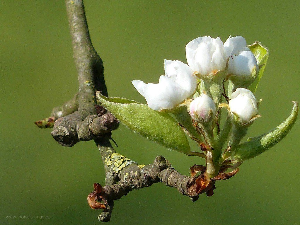 Apfelblüte 2020 am alten Baum, Bellenberg Blüten am alten Apfelbaum...