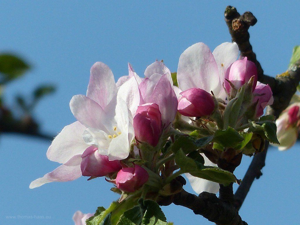 Apfelblüte in Bellenberg, April 2020 Apfelblüte, April 2020