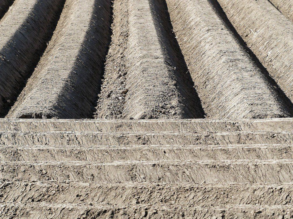 Kartoffelbeete im Bereich Ulm, 2020 Kartoffelbeete sind jetzt Trend..., 2020