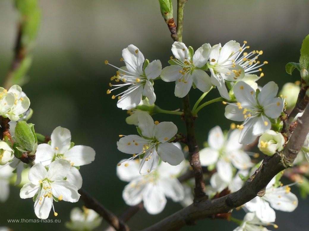 Blüten der Zwetschge... 2024 Blüten der Zwetschge... 2024