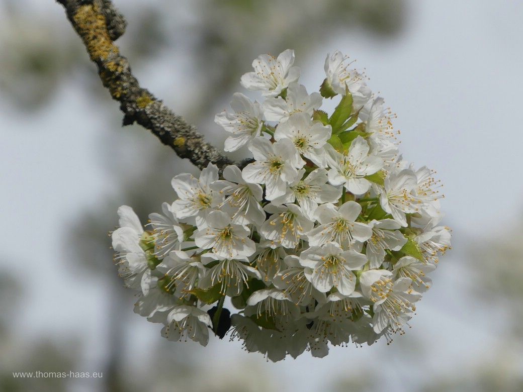 Blüten der Kirsche... 2024 Blüten der Kirsche... 2024