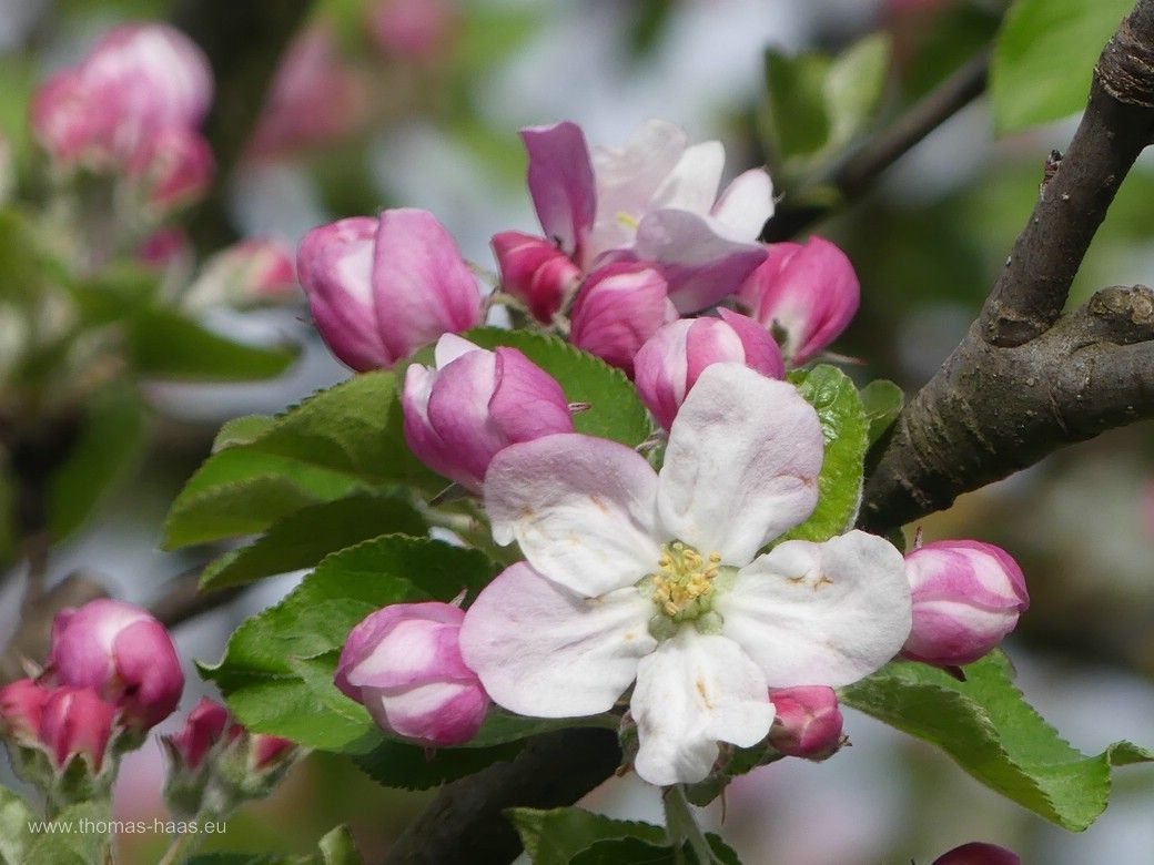 Blüten des Apfels... 2024 Blüten des Apfels... 2024
