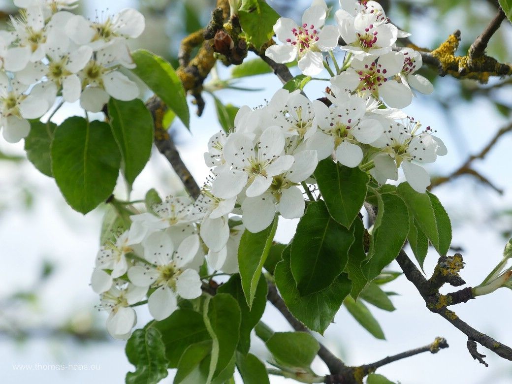 Blüten der Birne... 2024 Blüten der Birne... 2024