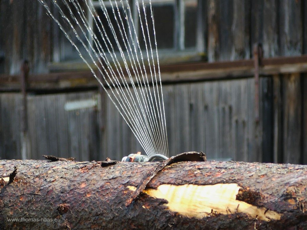 Ein Gartensprenger verhindert Käferbefall... Ein Gartensprenger verhindert Käferbefall...