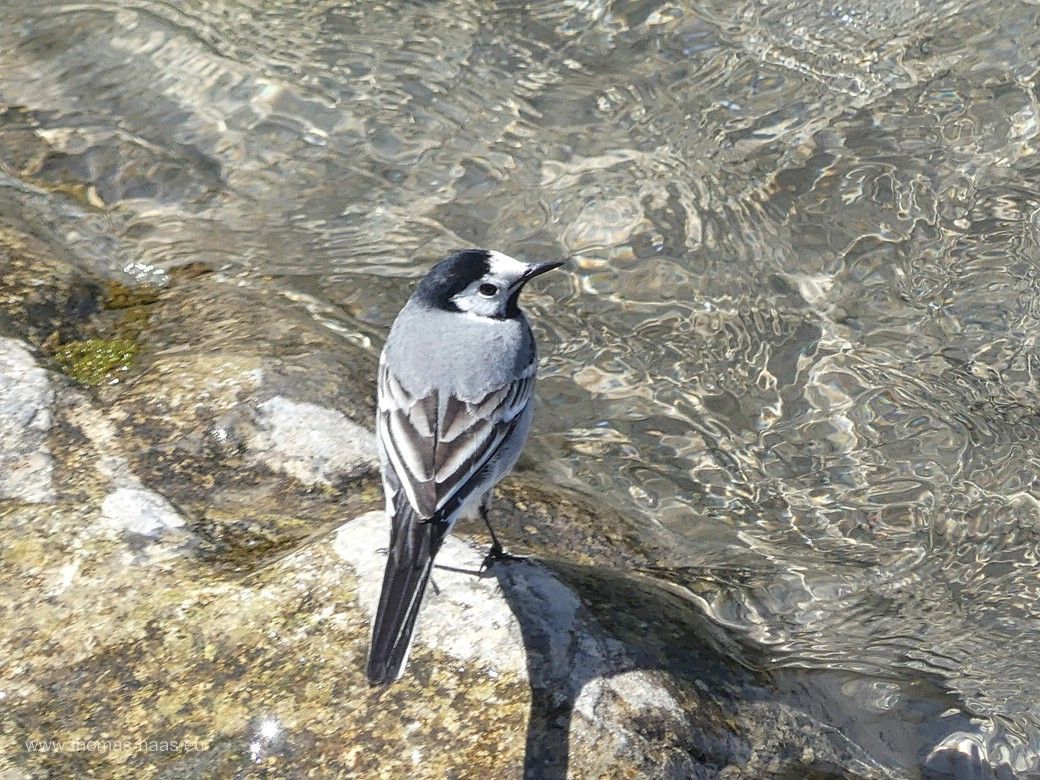 Bachstelze vor glasklarem Wasser, April 2024 Bachstelze vor glasklarem Wasser, April 2024