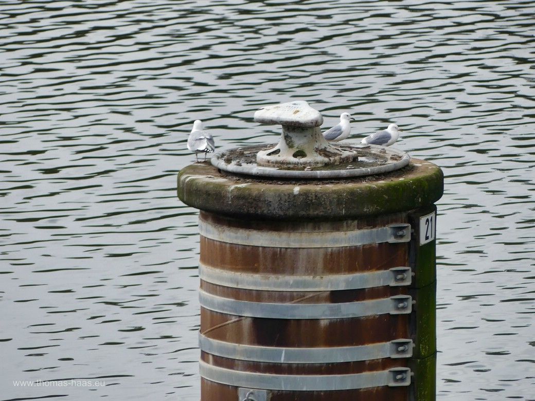 Am Nord-Ostsee-Kanal in Kiel, 2024