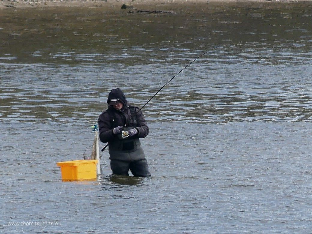 Angler in der Schlei im Neoprenanzug, April 2024