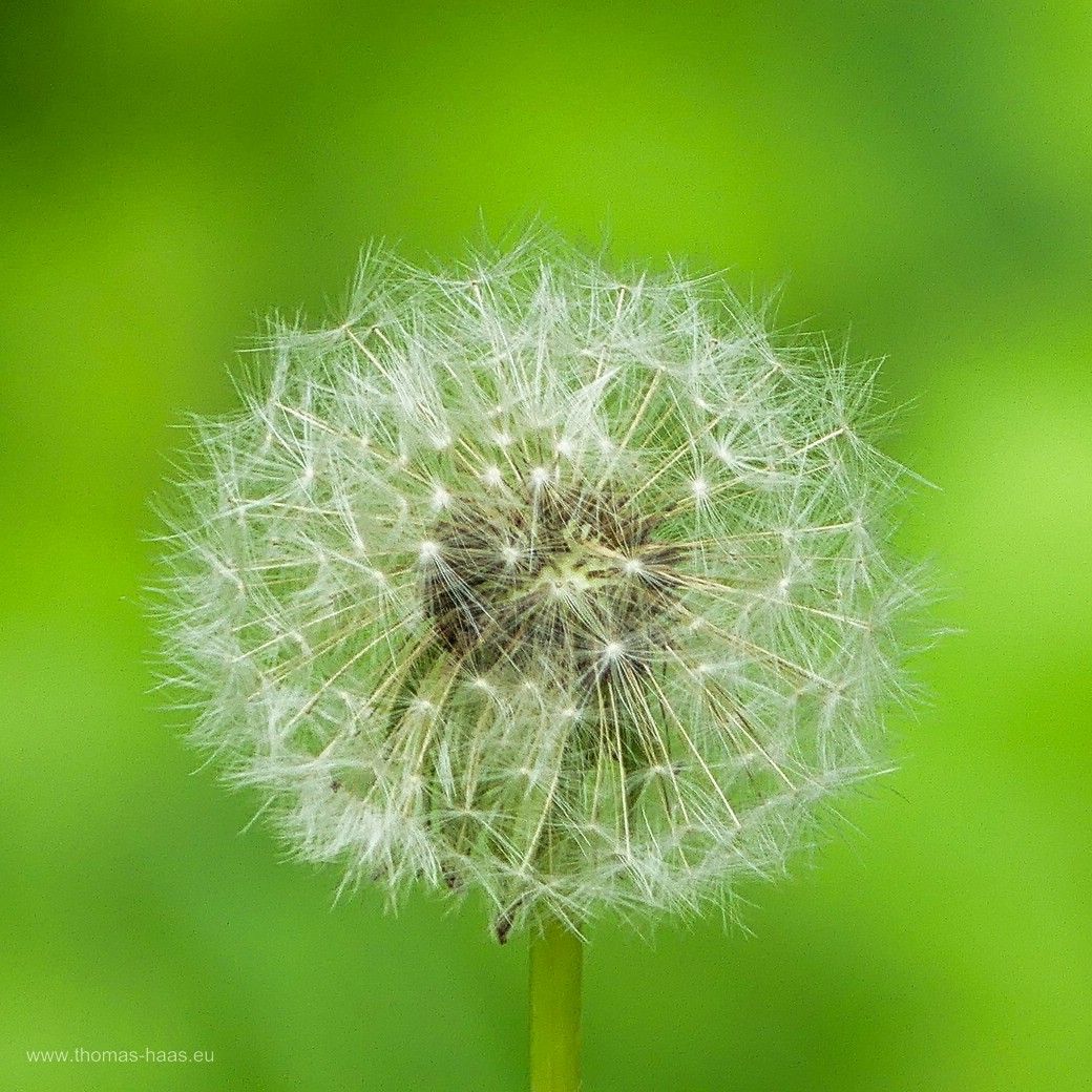 Pusteblume, Löwenzahn, freigestellt vor maigrünem Hintergrund, Mai 2024 Pusteblume vor Maigrün, Mai 2024