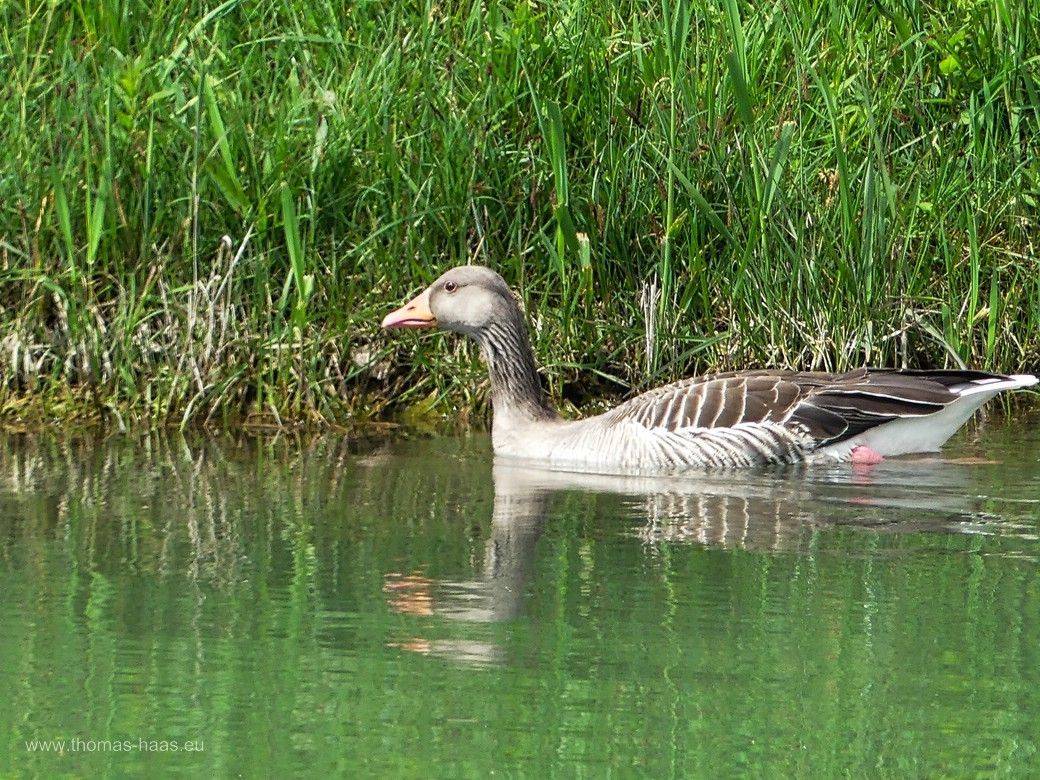 Gänse leben am Kanal, Mai 2024 Kanal-Gans im Mai 2024