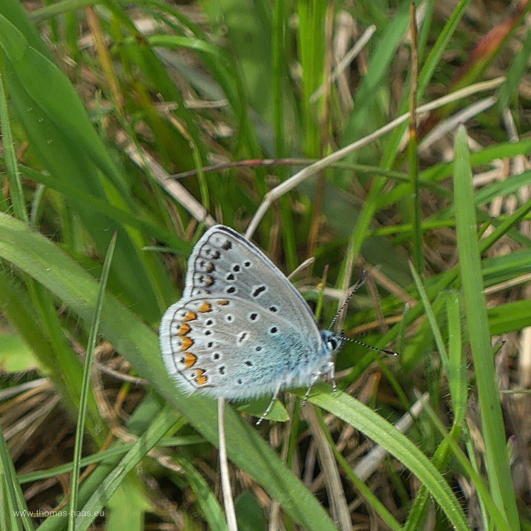 Ein Idas-Bläuling, sehr dekorativ... Mai 2024 Ein Idas-Bläuling am Wegesrand, Mai 2024
