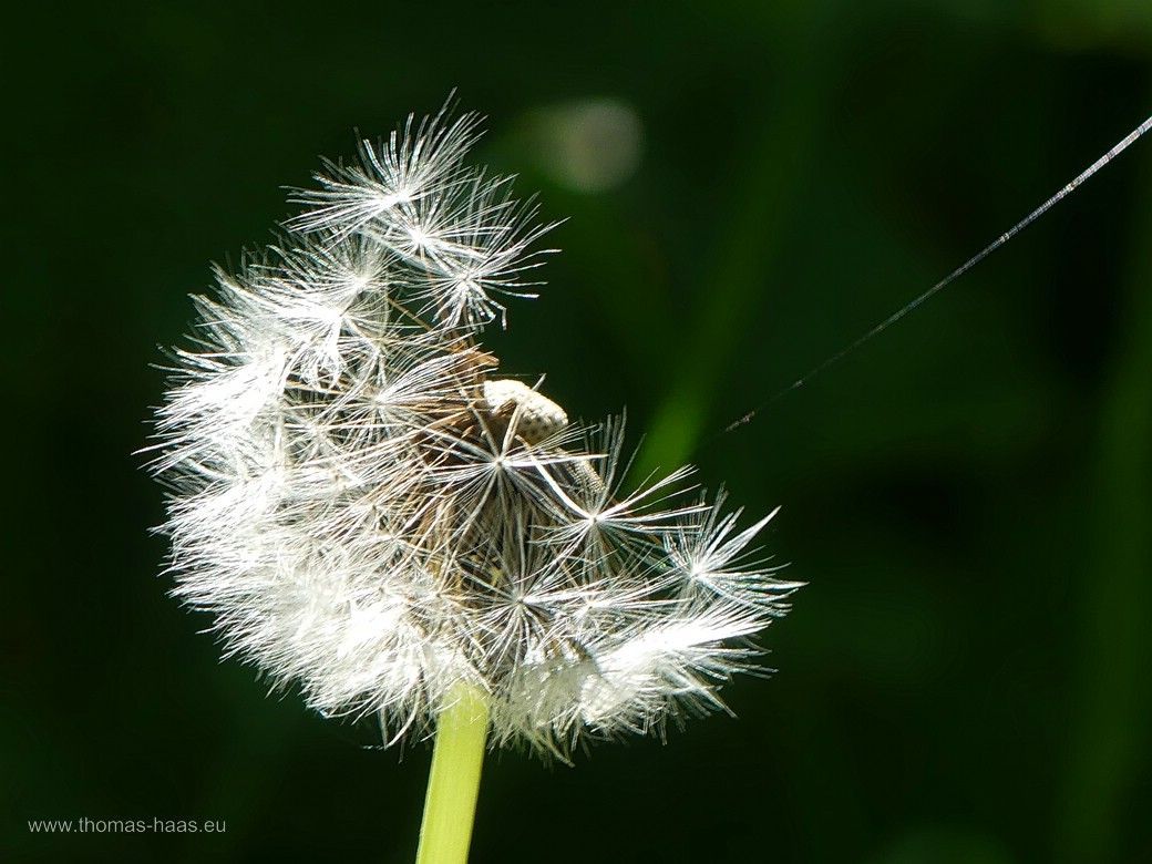 Pusteblume, die Endform der Bordsteinorchidee, Mai 2024 Pusteblume, die Endform der Bordsteinorchidee, Mai 2024
