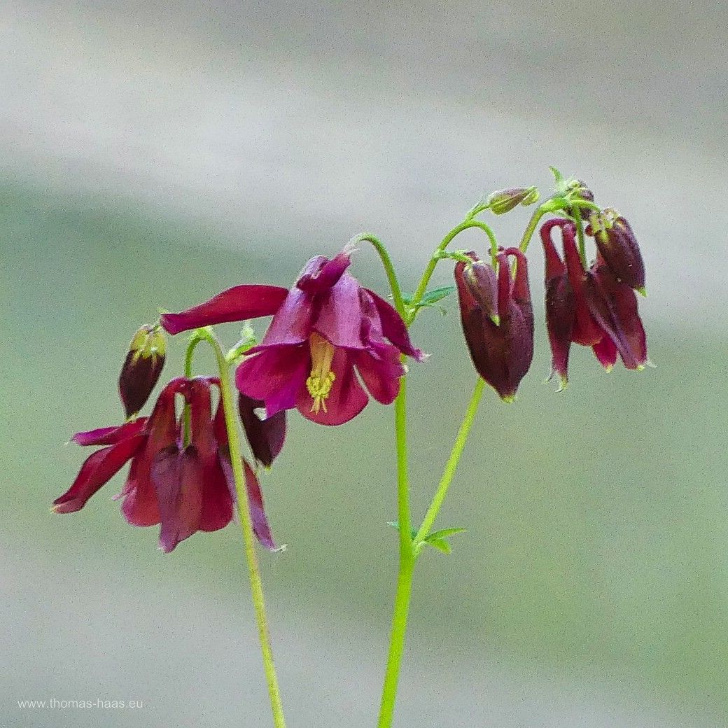 Filigrane, dunkelrote Akeleienblüten, Auwald, 2024 Filigrane, dunkelrote Akeleienblüten...