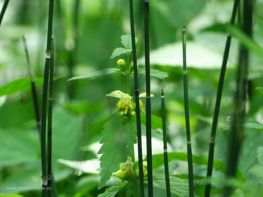 Winter-Schachtelhalm im Auwald, Mai 2024 Winter-Schachtelhalm im Auwald, Mai 2024