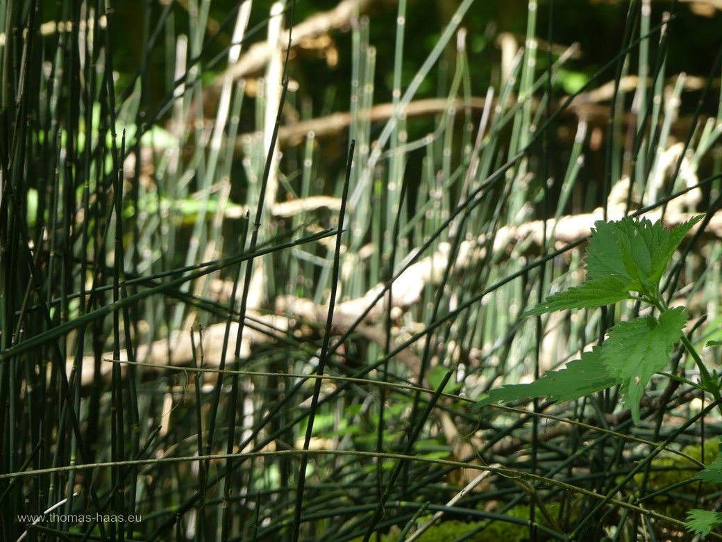 Winter-Schachtelhalm im Auwald, Mai 2024 Winter-Schachtelhalm im Auwald, Mai 2024