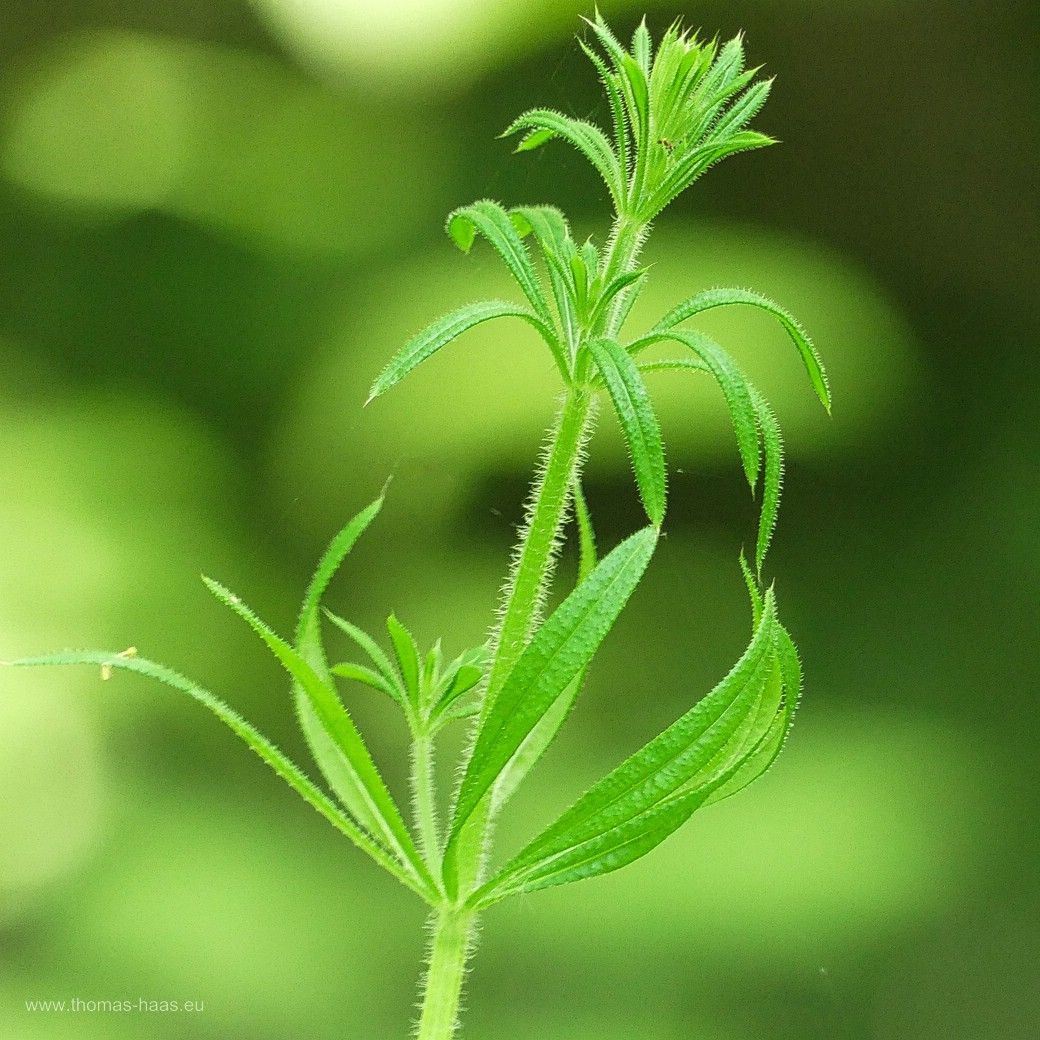 Staude mit Freisteller, 2024 Auf dem Biodiversitätspfad...
Staudenschönheit am Wegesrand, 2024