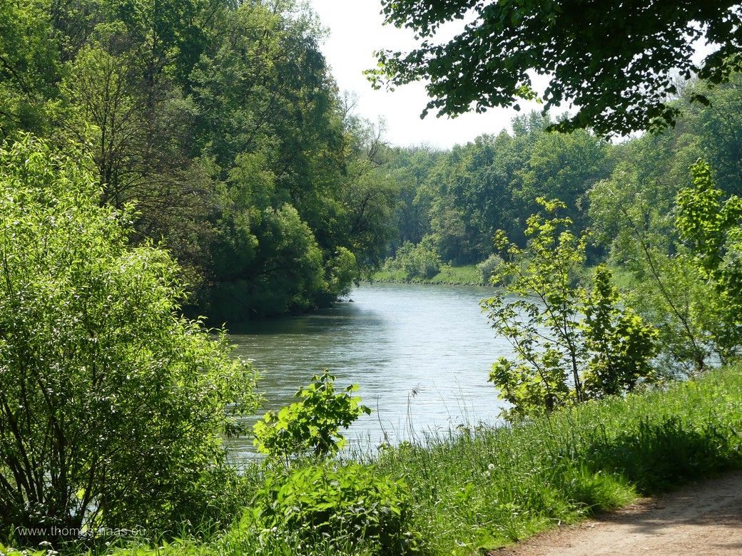 Die Iller am Rande des Biodiversitätspfades, 2024 Im Auwald unterwegs, Biodiversitätspfad Ulm, 2024 - die Iller