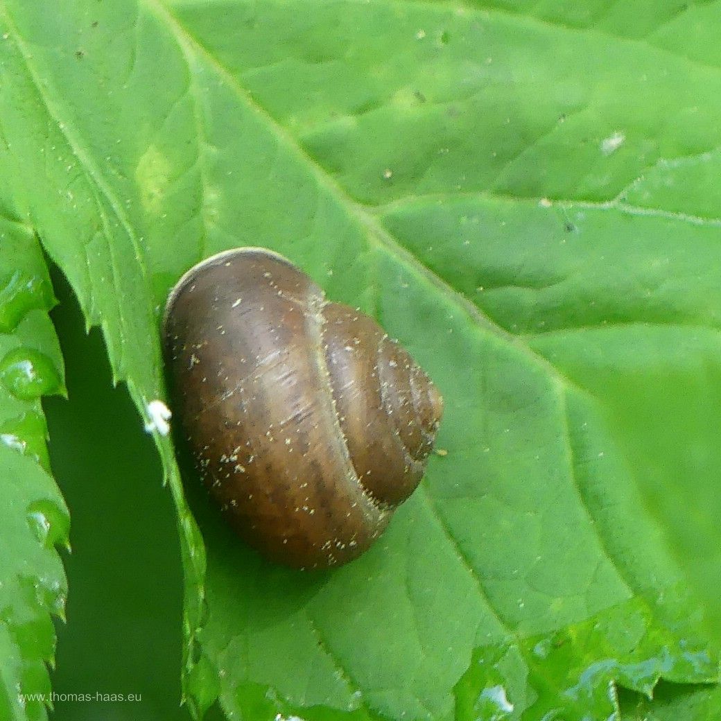 Schnecke unterwegs im Auwald, 2024