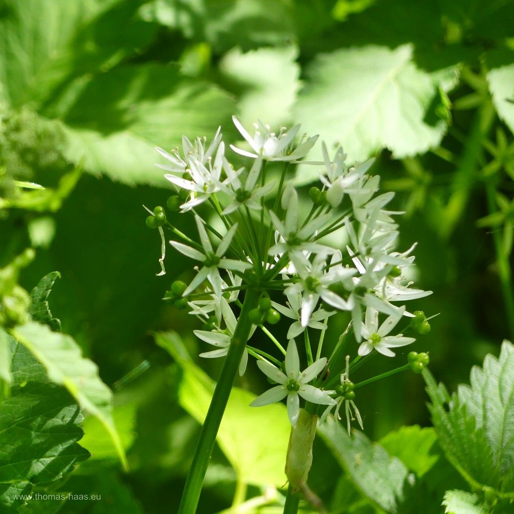 Bärlauch im Auwald, 2024