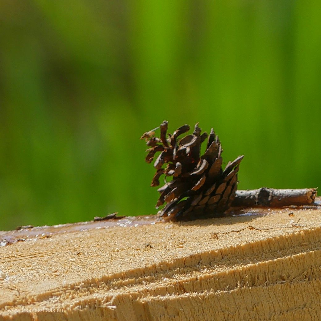 Natureart, Zapfen auf Baumstumpf, 2024