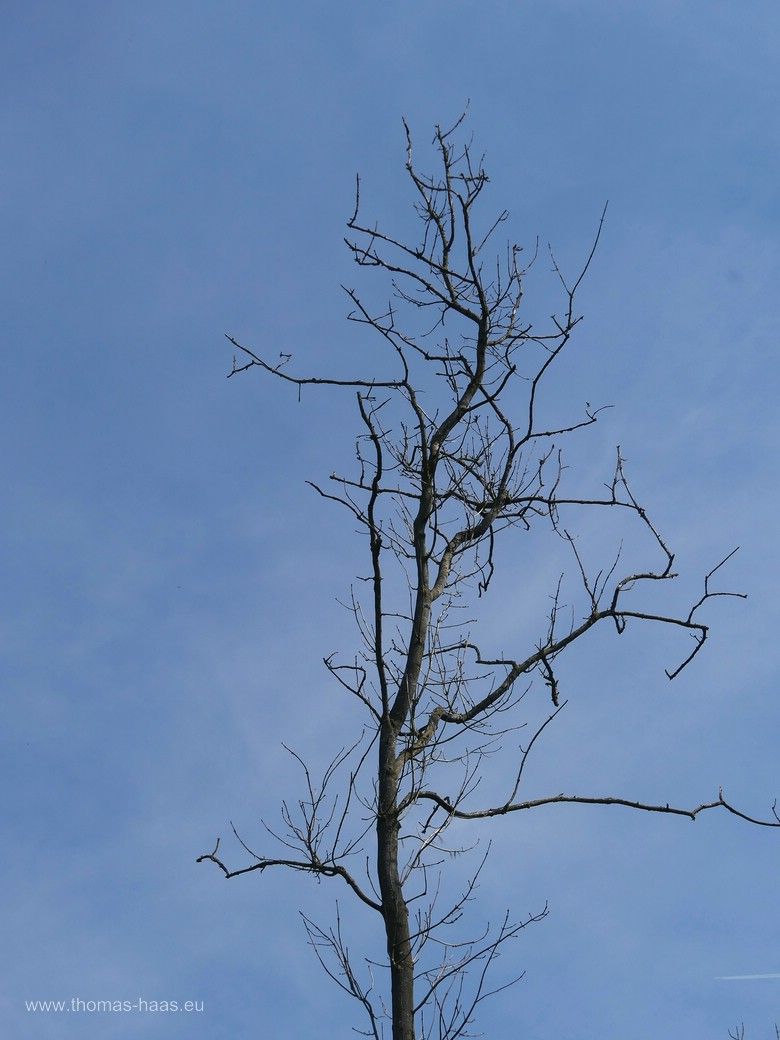 Grafik, toter Baum, Auwald, 2024 Noch stehendes Totholz im Auwald, 2024