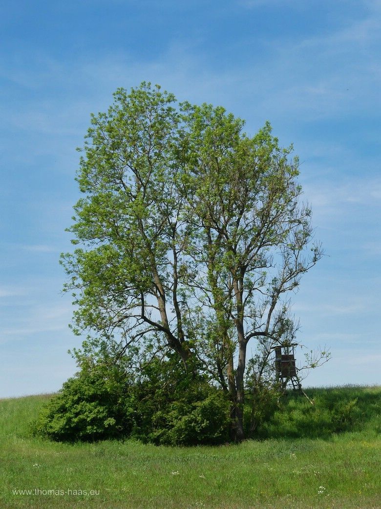 Baumgruppe mit Jäger-Hochsitz, Wiese am Auwald, 2024