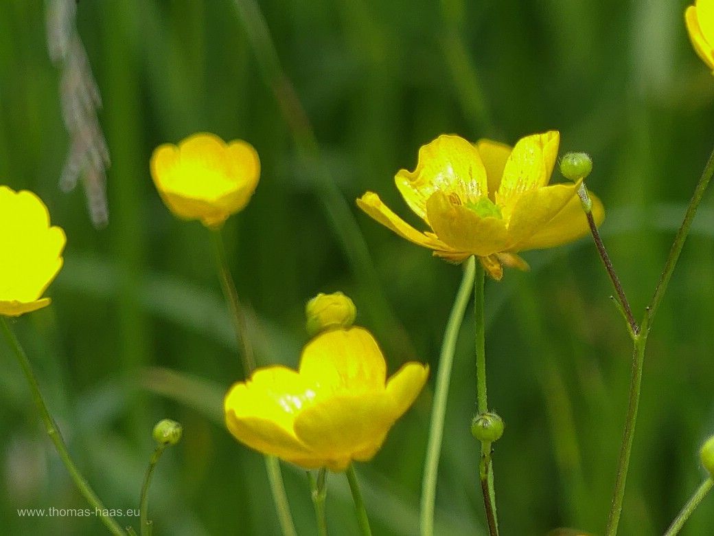 Hahnenfuß, leuchtend gelb im satten grün der Wiese... Hahnenfuß, leuchtend gelb im satten grün der Wiese...