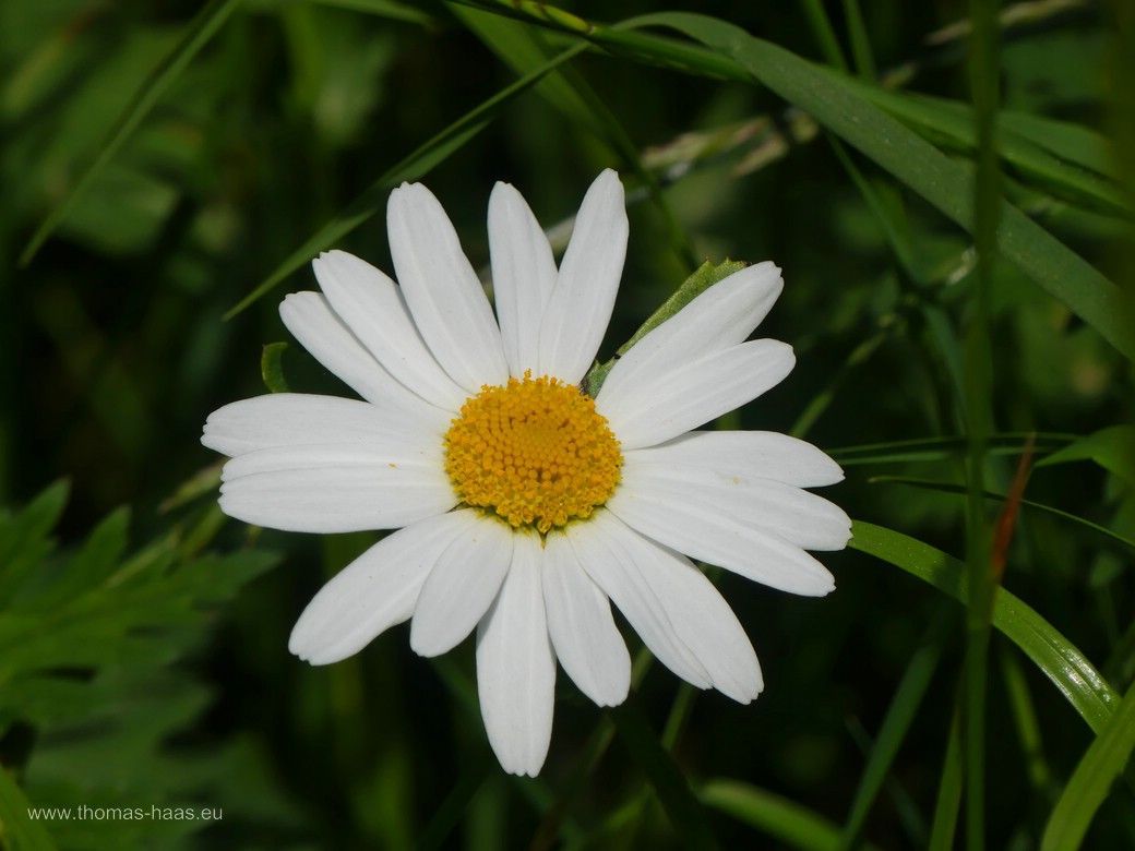 Eine schlichte Margerite in der Wiese...