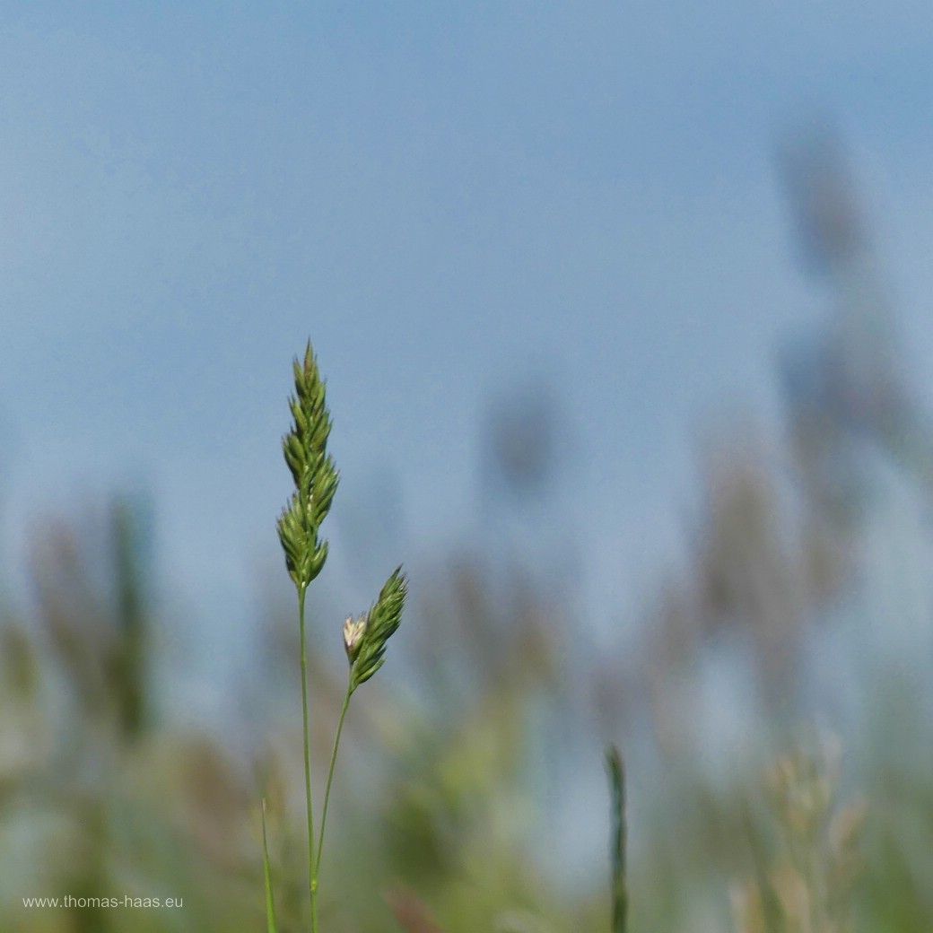 Einfach nur Knäuelgras, am Auwald, 2024