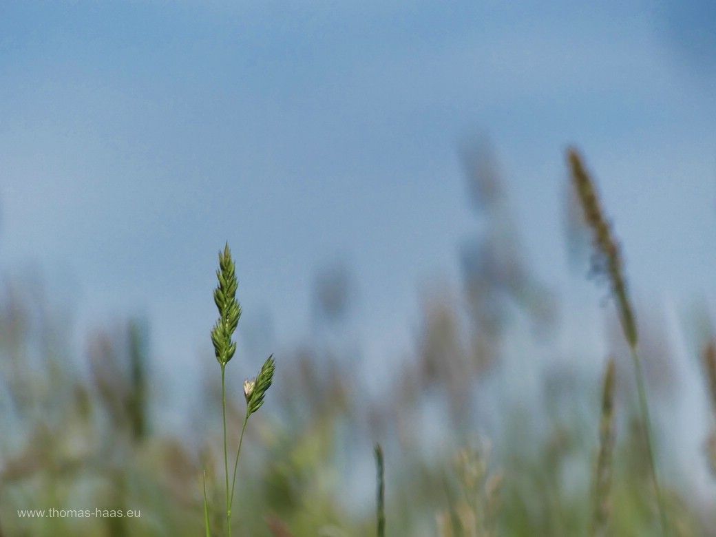 Landschaft und Naturfotografie mit der aktiven Fotogruppe am Biodiversitätspfad in Ulm-Wiblingen, Mai 2024