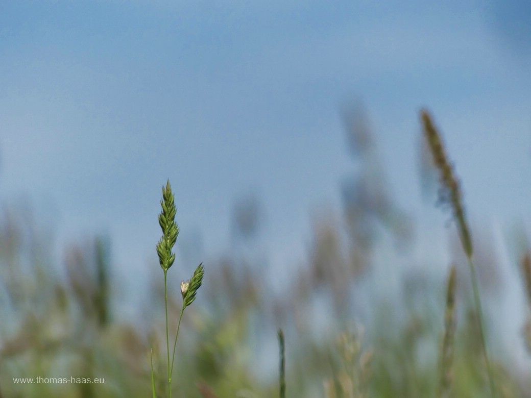 Knäuelgras als Teaser für den Aufmacher 06/24 Landschaft und Naturfotografie mit der aktiven Fotogruppe am Biodiversitätspfad in Ulm-Wiblingen, Mai 2024
